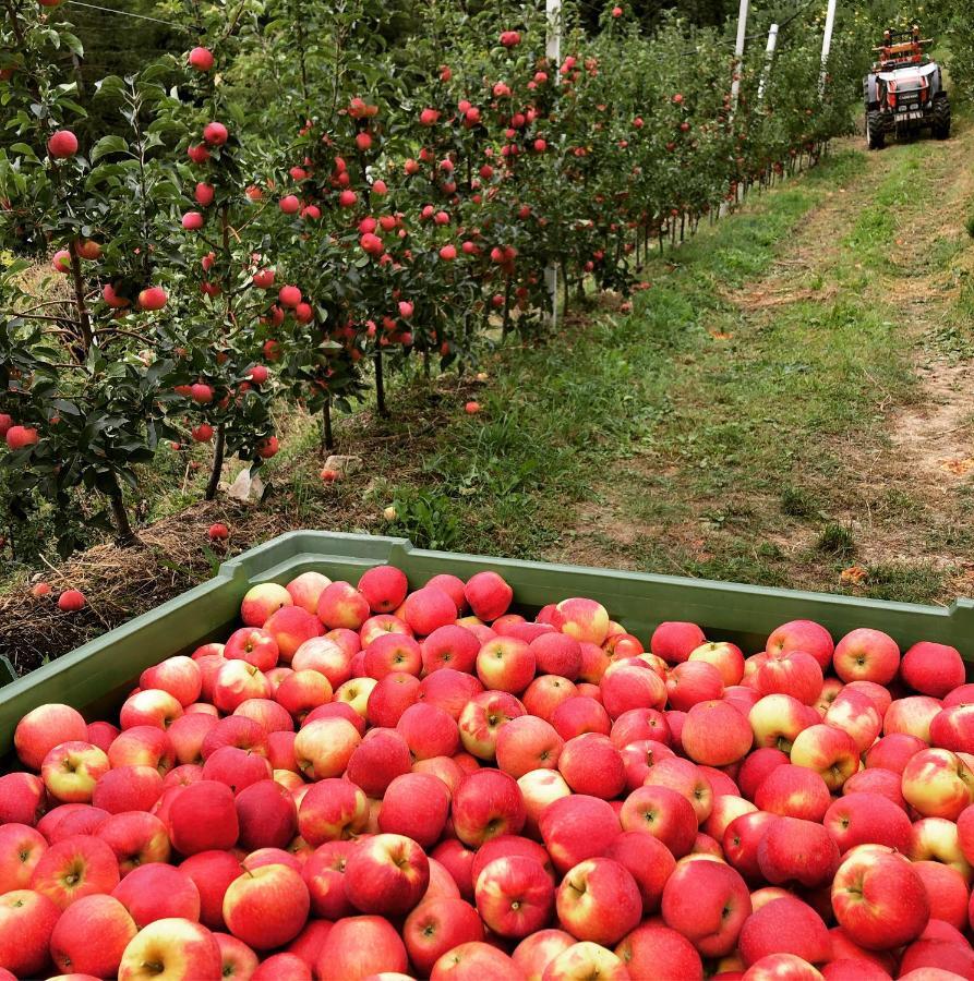 Appartamento La Casa di Olivo Tassullo Esterno foto